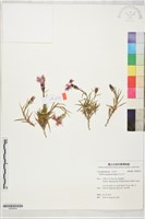 玉山石竹藏品圖，第1張