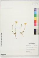 蓬萊毛茛藏品圖，第1張