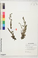高山倒提壺藏品圖，第1張