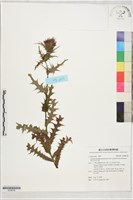 紫花阿里山薊藏品圖，第1張