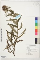 紫花阿里山薊藏品圖，第1張