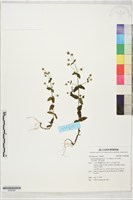 大籽當藥、巒大當藥藏品圖，第1張