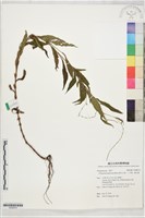 腺花毛蓼、八字蓼、腺花蓼藏品圖，第1張