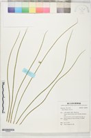 燈心草藏品圖，第1張