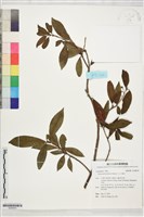 玉山木薑子藏品圖，第1張