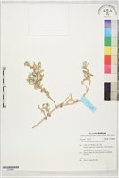 番杏藏品圖，第1張