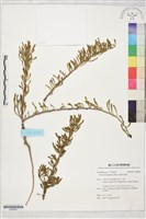 海南草海桐藏品圖，第1張