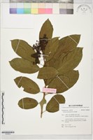 厚殼樹藏品圖，第1張