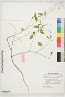 禾葉大戟藏品圖，第1張