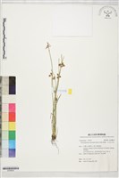 螢藺、大井氏水莞藏品圖，第1張