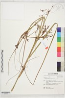 克拉莎、一本芝藏品圖，第1張
