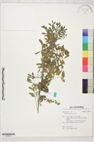 木藍藏品圖，第1張