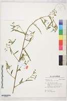 合萌、田皂角藏品圖，第1張