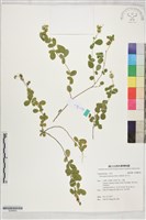 密子豆藏品圖，第1張