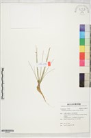 彎形藺藏品圖，第1張