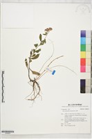 絨山白蘭藏品圖，第1張