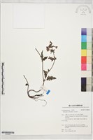 馬先蒿藏品圖，第1張