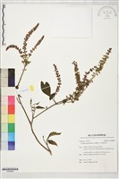 美羅勒、印度零陵香藏品圖，第1張