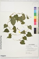 紅花野牽牛藏品圖，第1張