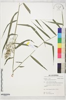 藤竹草藏品圖，第1張