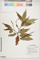 長尾尖葉櫧藏品圖，第1張