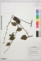 亞洲濱棗藏品圖，第1張