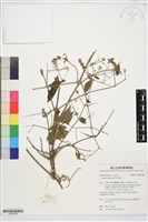 串鼻龍藏品圖，第1張