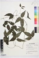 彭氏鐵線蓮藏品圖，第1張