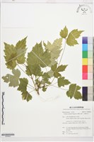 台灣牡丹藤、台灣草牡丹藏品圖，第1張