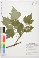 台灣牡丹藤、台灣草牡丹藏品圖，第1張