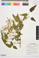 梨山小蓑衣藤藏品圖，第1張