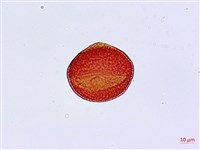 菊花木藏品圖，第2張