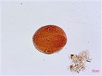 菊花木藏品圖，第3張