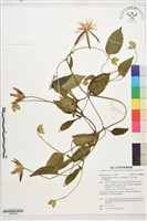 黃氏鐵線蓮藏品圖，第1張