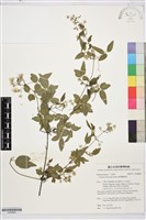 臺灣鐵線蓮藏品圖，第1張