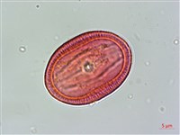 明萼草藏品圖，第1張