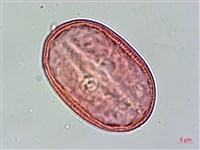 明萼草藏品圖，第2張