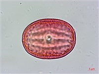 明萼草藏品圖，第3張