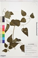 圓錐鐵線蓮藏品圖，第1張