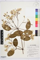 厚葉鐵線蓮藏品圖，第1張