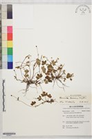 鹿場毛茛藏品圖，第1張