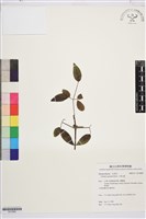 小蓑衣藤藏品圖，第1張