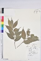 登錄號:S210125藏品圖，第1張