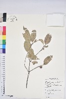 三斗石櫟藏品圖，第1張