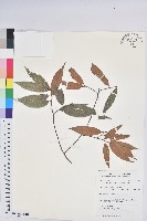 火燒柯、栲樹藏品圖，第1張