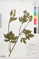 水辣菜、禺毛茛藏品圖，第1張