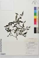 曲莖馬藍藏品圖，第1張