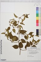 亞洲濱棗藏品圖，第1張