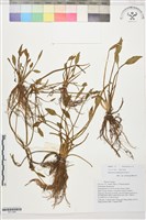 雲生毛茛藏品圖，第1張