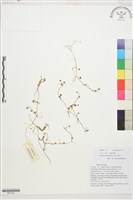 西南毛茛藏品圖，第1張